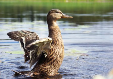 Juvenil yeşilbaş ördek kanatlarını çırparak