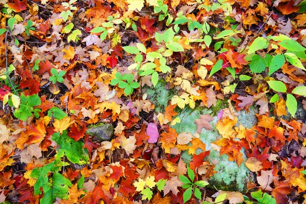 Orange and red leaves on the ground — Stock Photo, Image