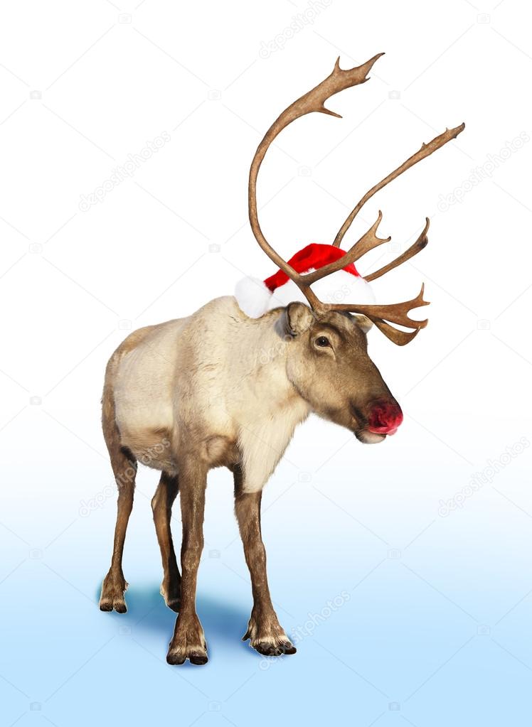 Rudolph red nose reindeer