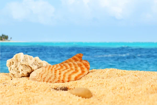 Shell e coral na praia — Fotografia de Stock
