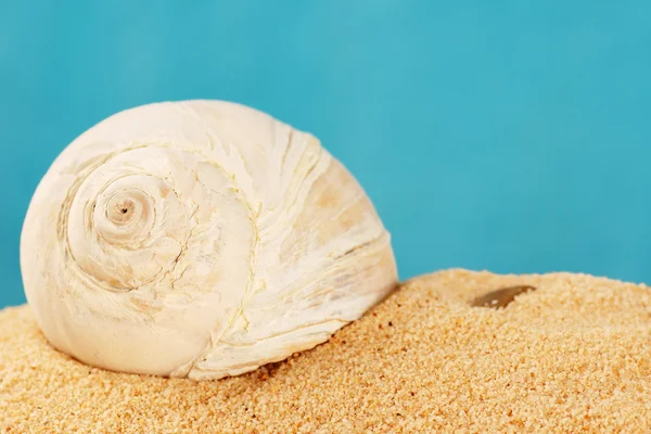 Shell on sand — Stock Photo, Image