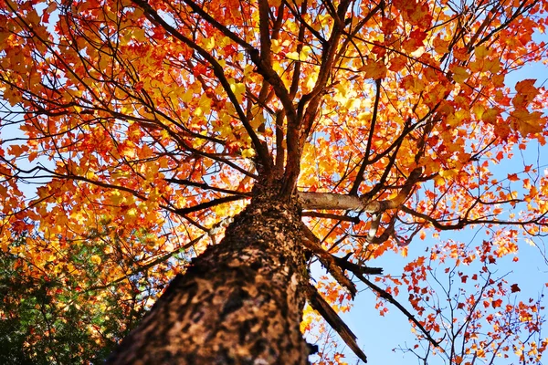 Bajo un árbol de arce — Foto de Stock