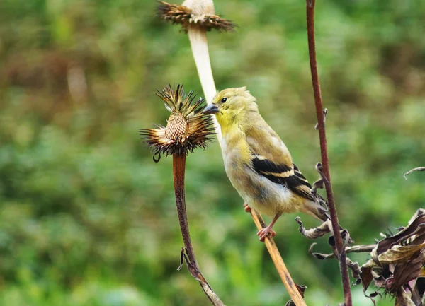 Manger des graines d'oiseaux — Photo