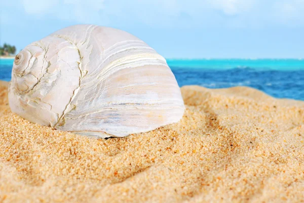 Large shell on beach sand of the Caribbean — Stock Photo, Image