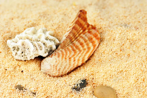 Coral and seashell on sand — Stock Photo, Image