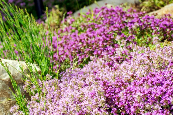 Kakukkfű lila virágok — Stock Fotó