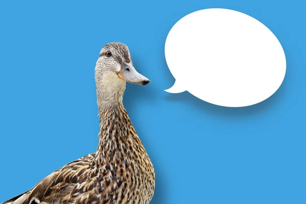 Duck on blue with speech bubble — Stock Photo, Image