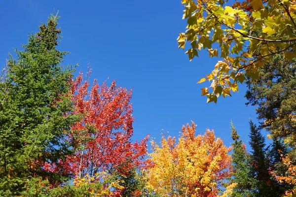 Colorful autumn nature — Stock Photo, Image