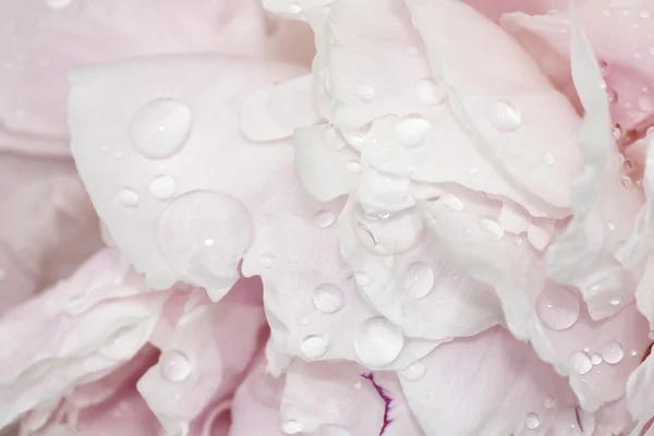 Bleke roze pioenrozen met water — Stockfoto
