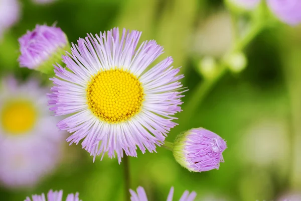 Aster lila virágok — Stock Fotó