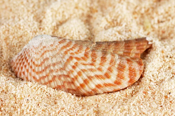 Striped shell on sand — Stock Photo, Image