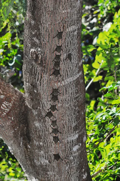 Bats in a row on tree trunk — Stock Photo, Image