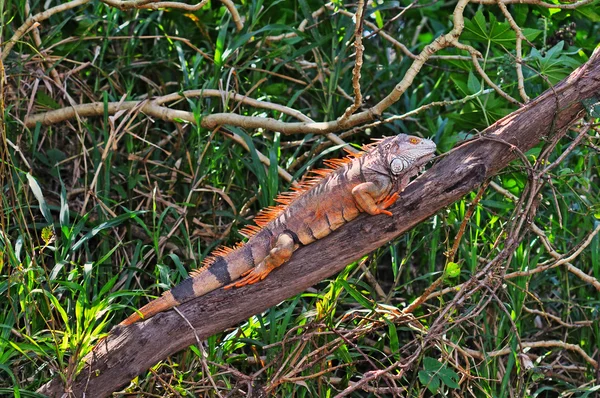 Grön leguan på gren — Stockfoto