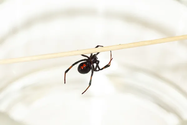 Black widow spider-2 — Stock Photo, Image