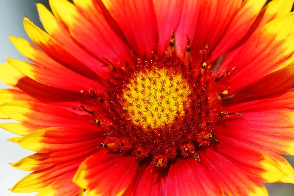 Квітка gazenia — стокове фото