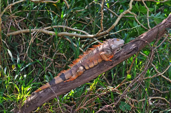 Iguana verde su ramo — Foto Stock