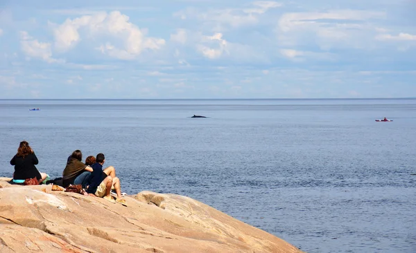 Observation des baleines depuis le rivage — Photo