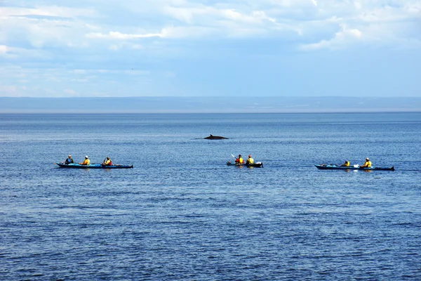 Zee kayakers en dwergvinvis — Stockfoto