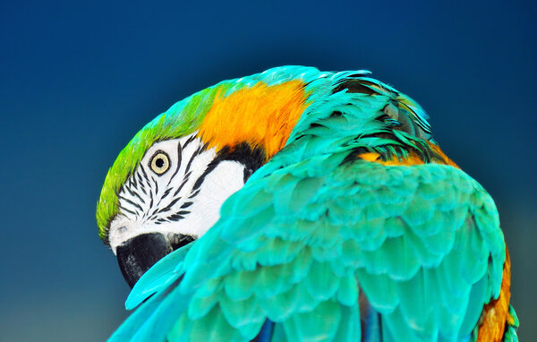 Beautiful blue and gold macaw, Ara ararauna, preening over blue background