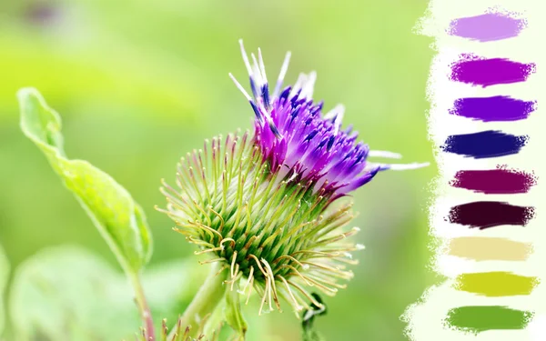 Thistle purple flower — Stock Photo, Image