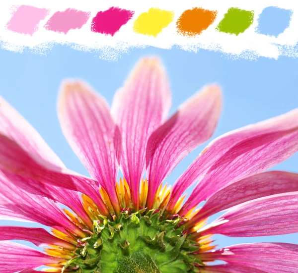 Under a coneflower color palette — Stock Photo, Image