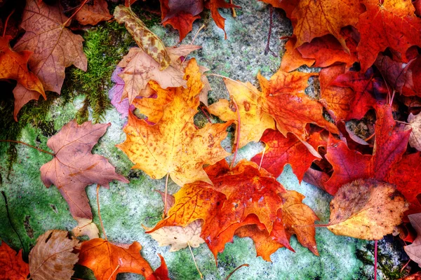 Fall maple leaves on forest floor — Stock Photo, Image