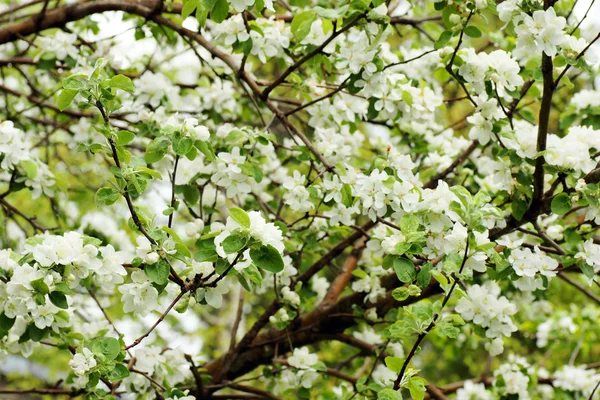 Apple tree in bloom — Stock Photo, Image
