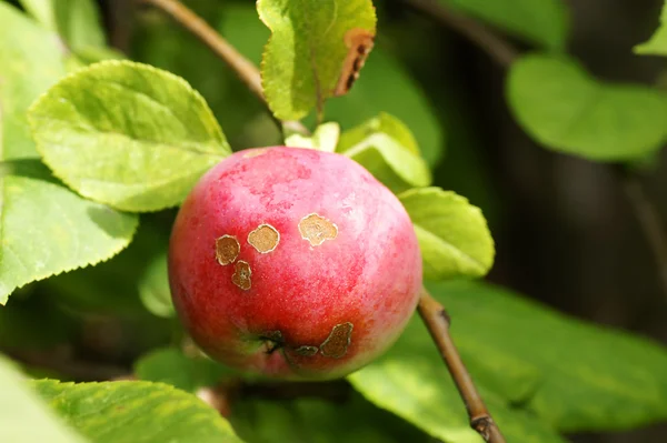 Diseased apple in tree — Stock Photo, Image