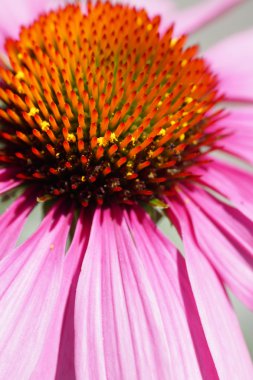 Pembe çiçek makro