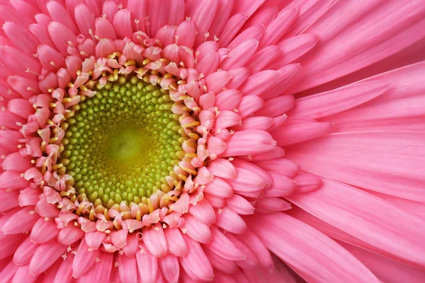 Részlet a gerbera rózsaszín — Stock Fotó