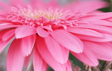 pembe gerbera
