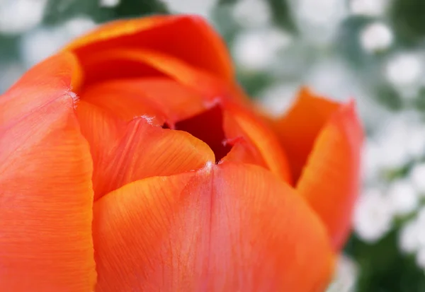 Tulipa-laranja — Fotografia de Stock