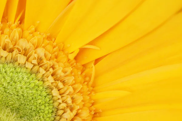Detalhe amarelo da flor de gerbera — Fotografia de Stock