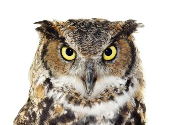 Close-up of a Great Horned owl on white clipart