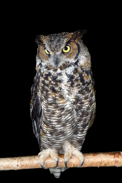 Great horned owl op tak — Stockfoto