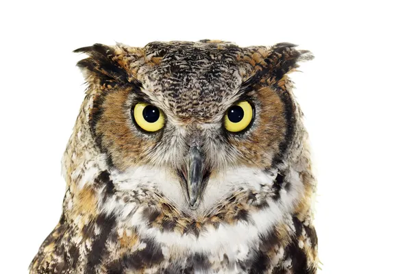 Close-up of a Great Horned owl on white — Stock Photo, Image