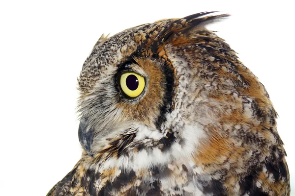Profil av en great horned owl på vit — Stockfoto