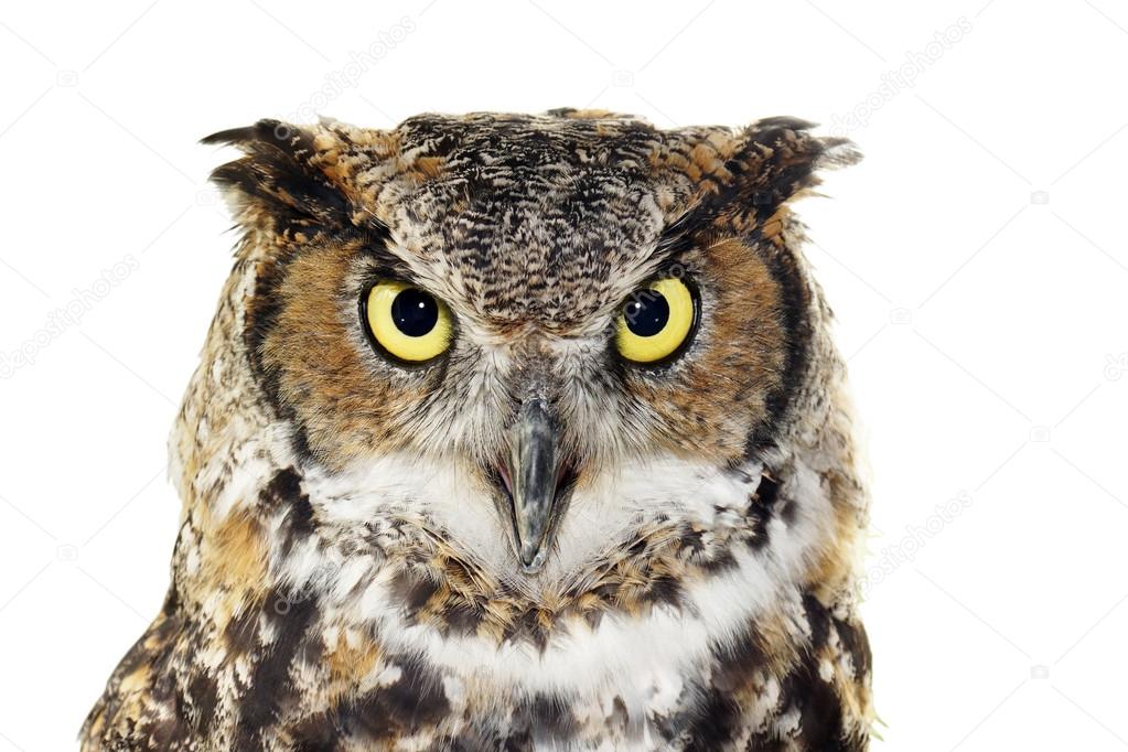 Close-up of a Great Horned owl on white