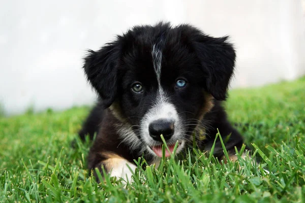 귀여운 오스트 레일리 정어리 강아지 — 스톡 사진