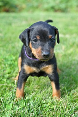 minyatür pinscher köpek yavrusu, 1 aylık
