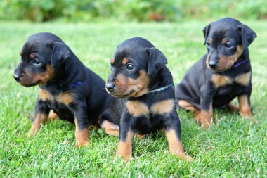 minyatür pinscher pupies