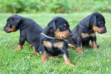 minyatür pinscher pupies