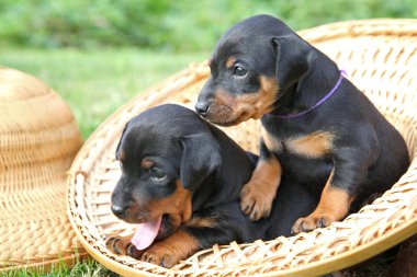 minyatür pinscher yavruları