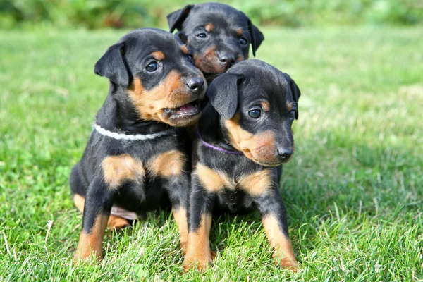 The Miniature Pinscher pupies — Stock Photo, Image