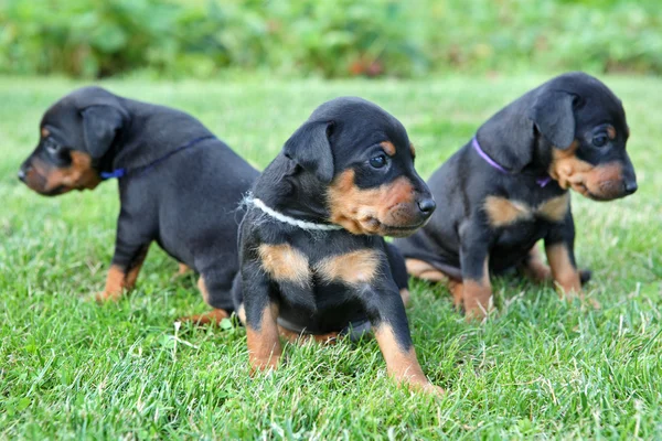 The Miniature Pinscher pupies — Stock Photo, Image