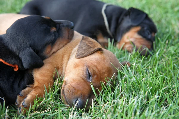 Den miniatyr pinscher pupies — Stockfoto