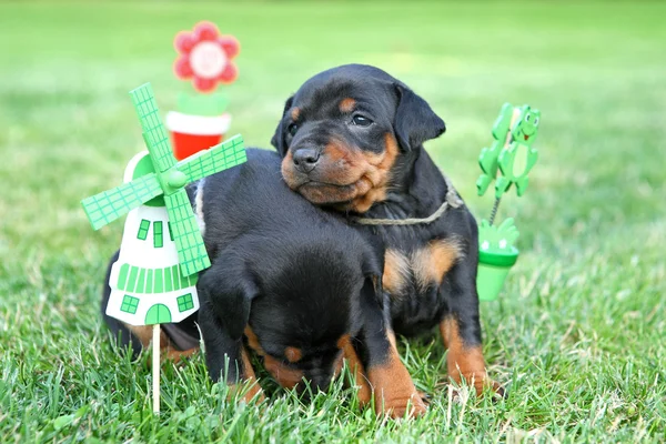 Den miniatyr pinscher pupies — Stockfoto