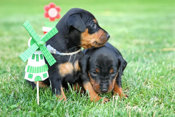 Pinczer miniaturowy pupies — Zdjęcie stockowe