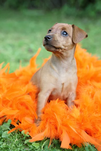 Ten Miniatura pinscher szczeniak — Zdjęcie stockowe