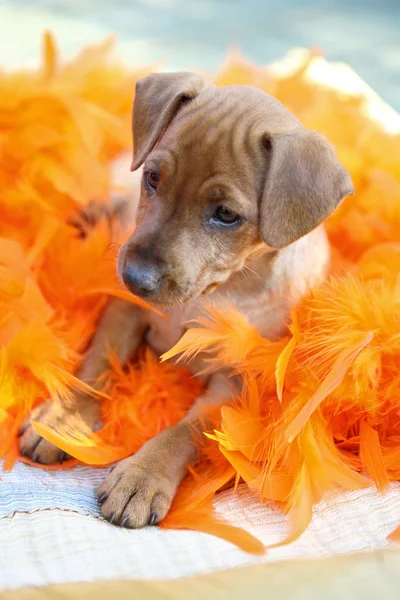 The Miniature Pinscher puppy — Stock Photo, Image